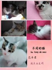不同的猫 不同的猫